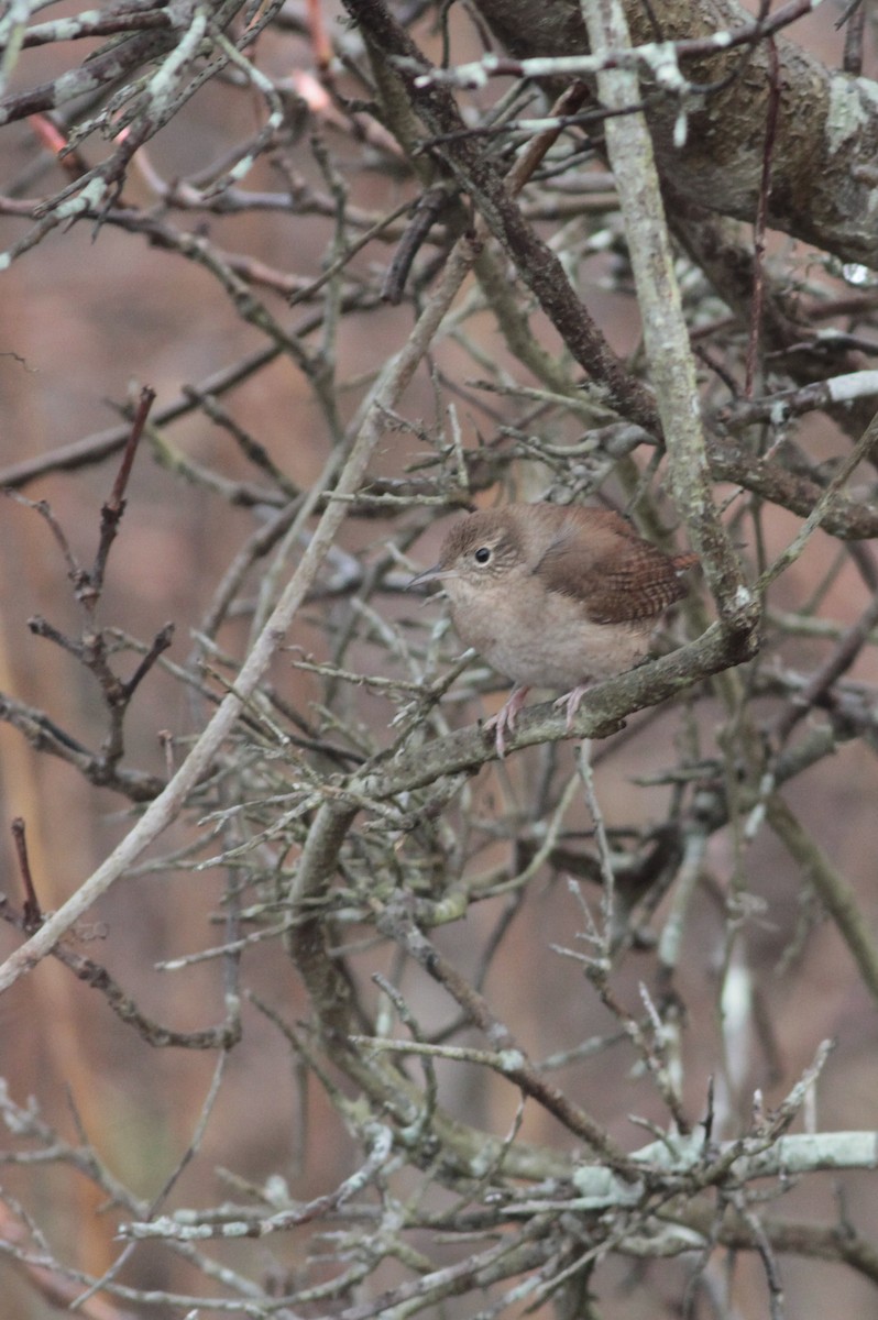 House Wren (Northern) - ML160435931