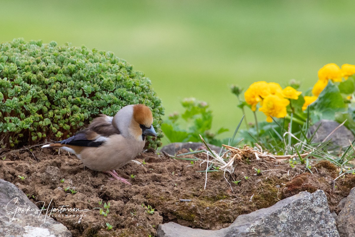 Hawfinch - ML160437361