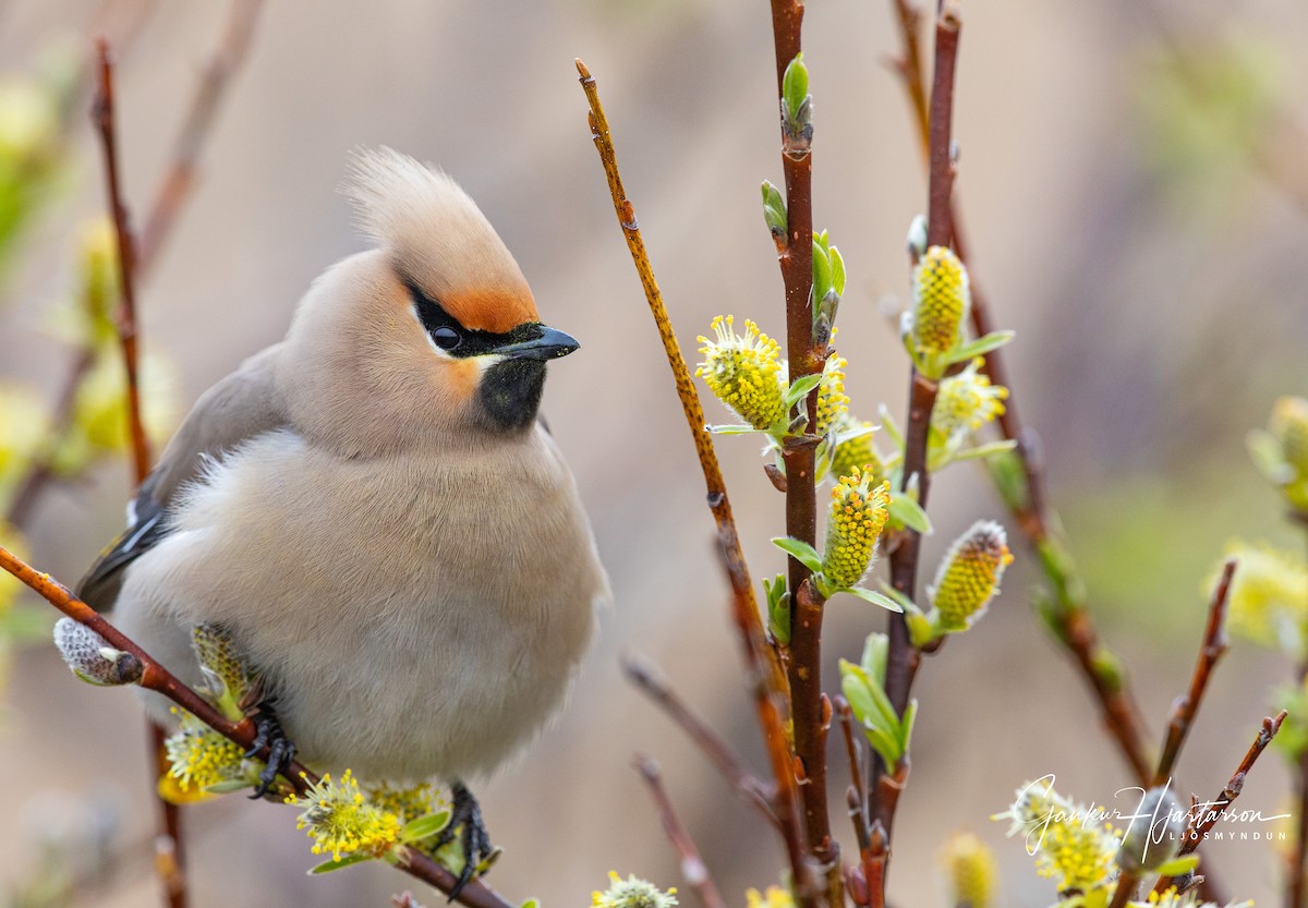 Bohemian Waxwing - ML160437741