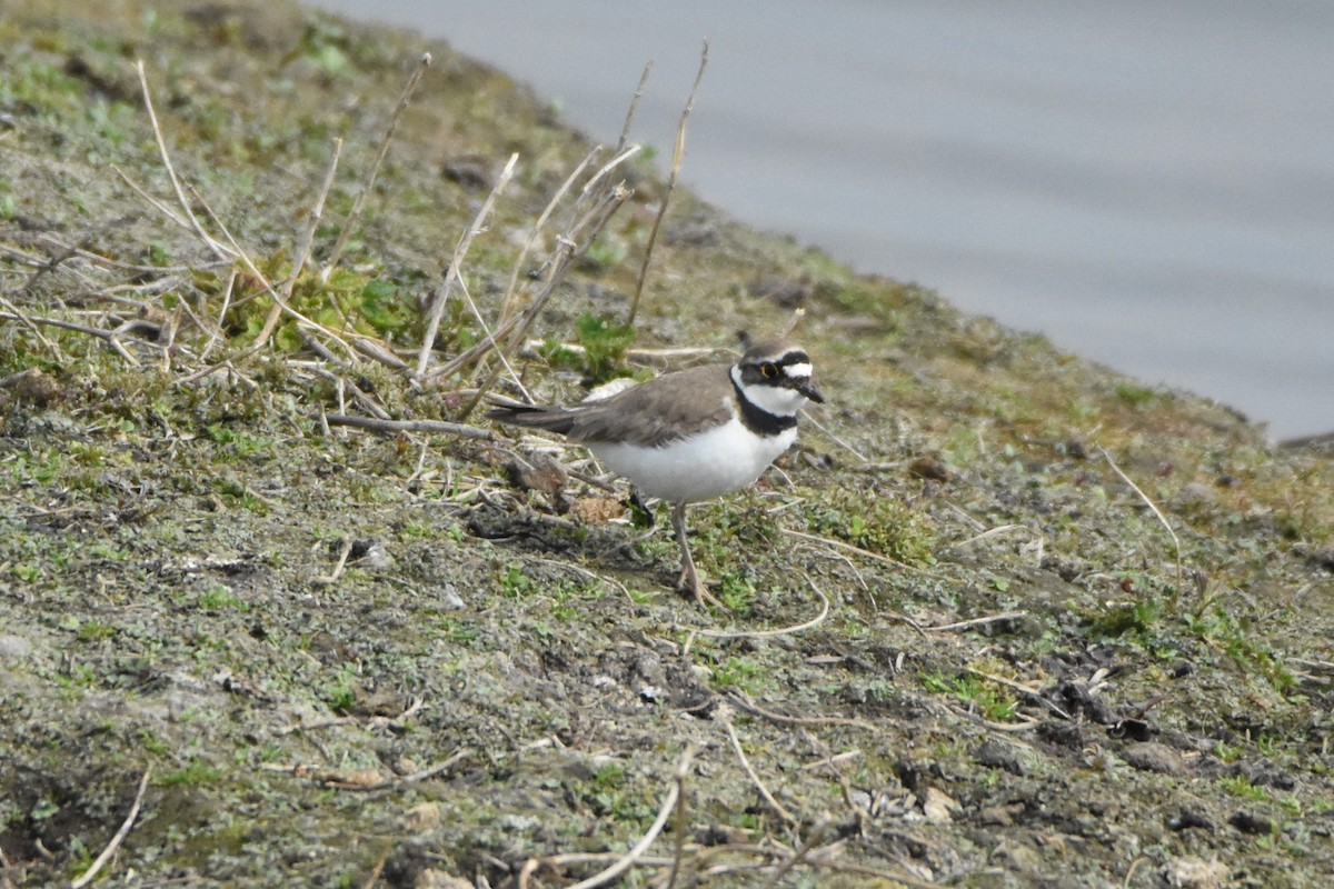 Little Ringed Plover - Dan Owen