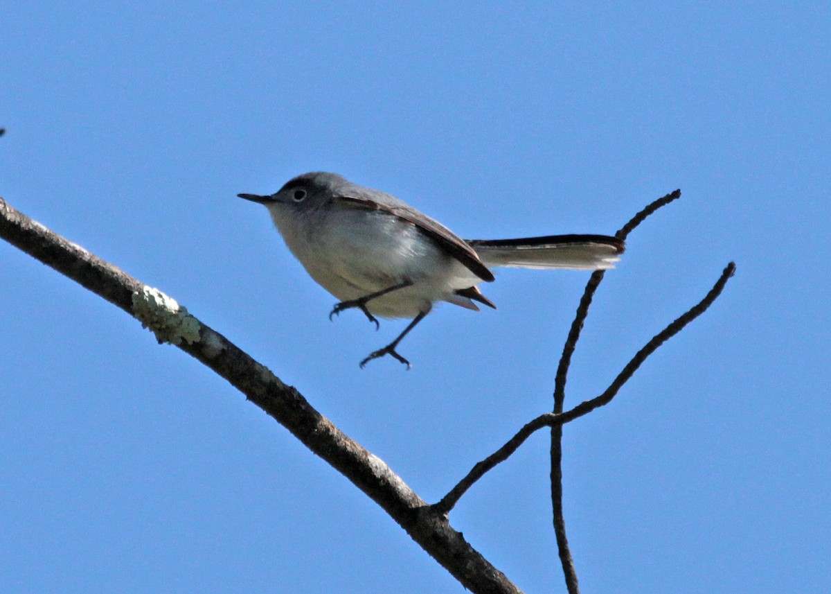 leskot modrošedý - ML160440151