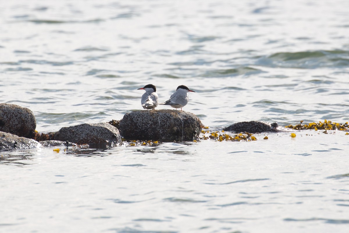 Common Tern - ML160440981