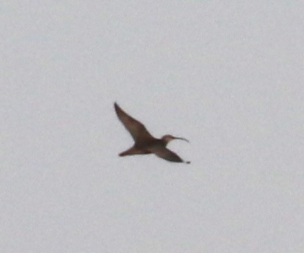 Whimbrel - Dave Czaplak