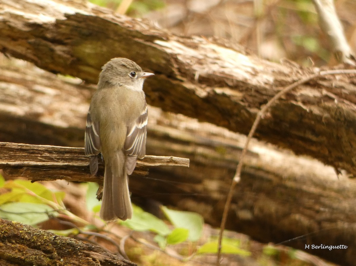 Least Flycatcher - ML160444201