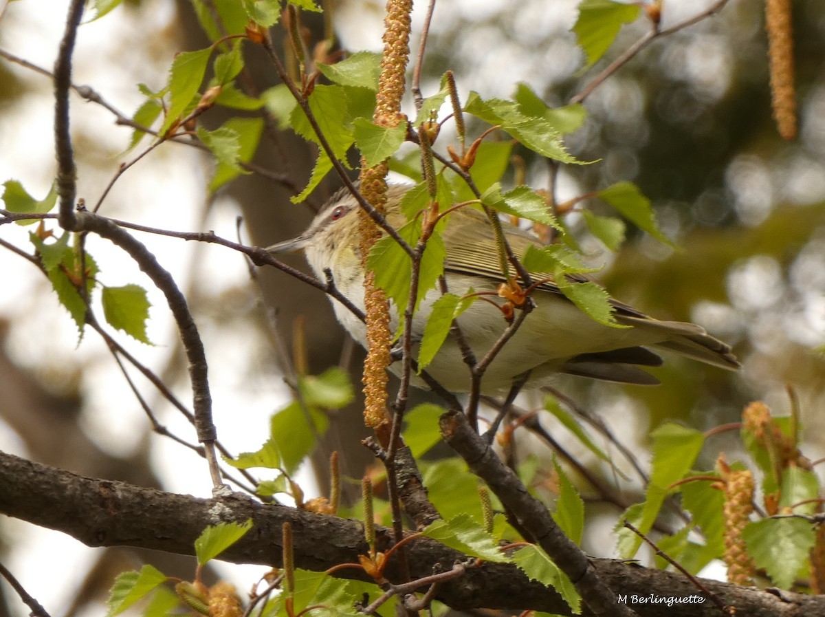 Kızıl Gözlü Vireo - ML160444251