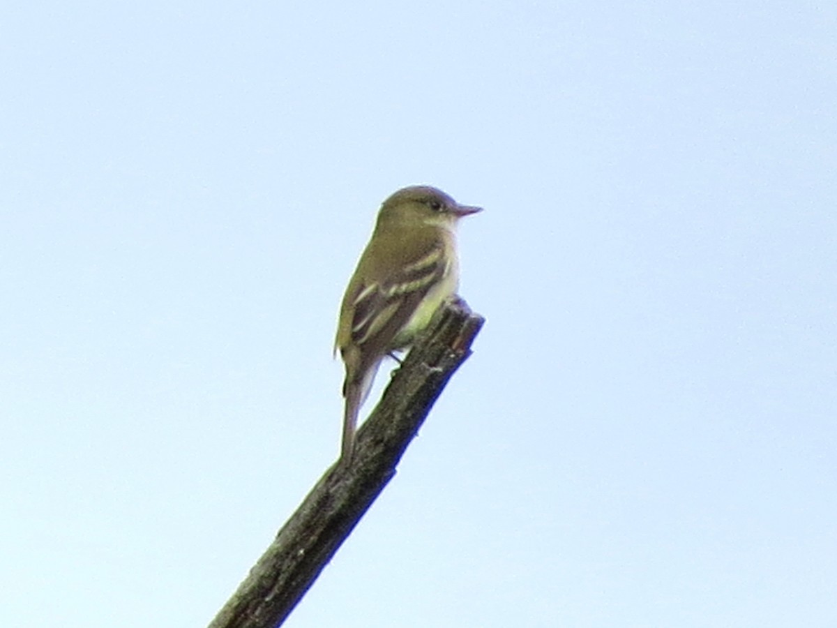 Alder Flycatcher - Edward Kittredge