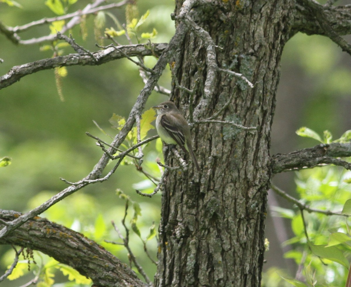 Least Flycatcher - ML160447201