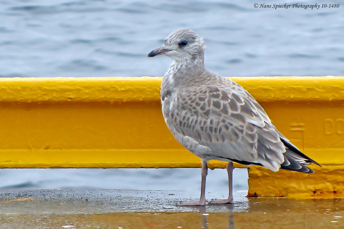 Common Gull - Hans Spiecker