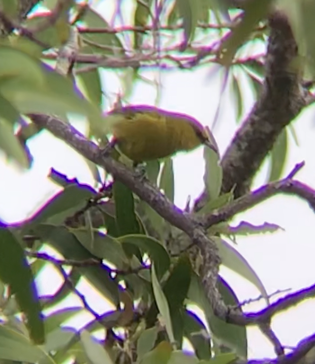 Hawaii-Amakihikleidervogel - ML160449241