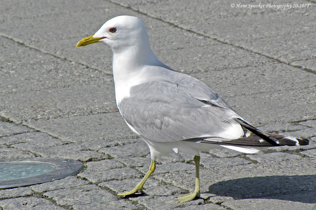 Common Gull - ML160449931