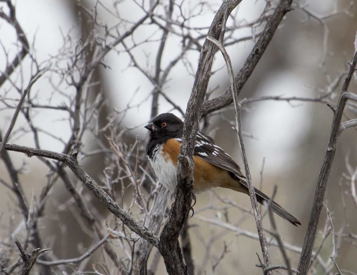 Spotted Towhee - Jan Allen