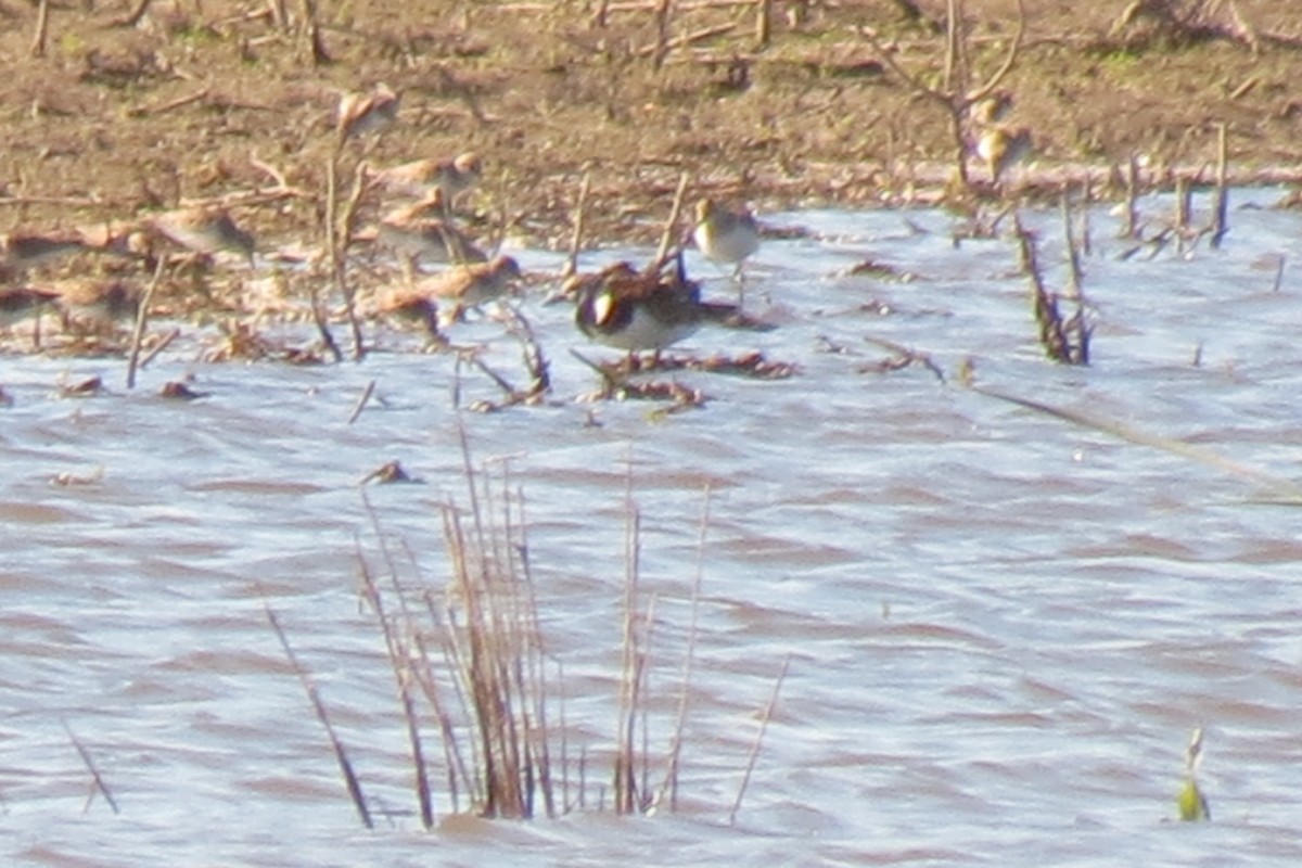 Ruddy Turnstone - ML160452081