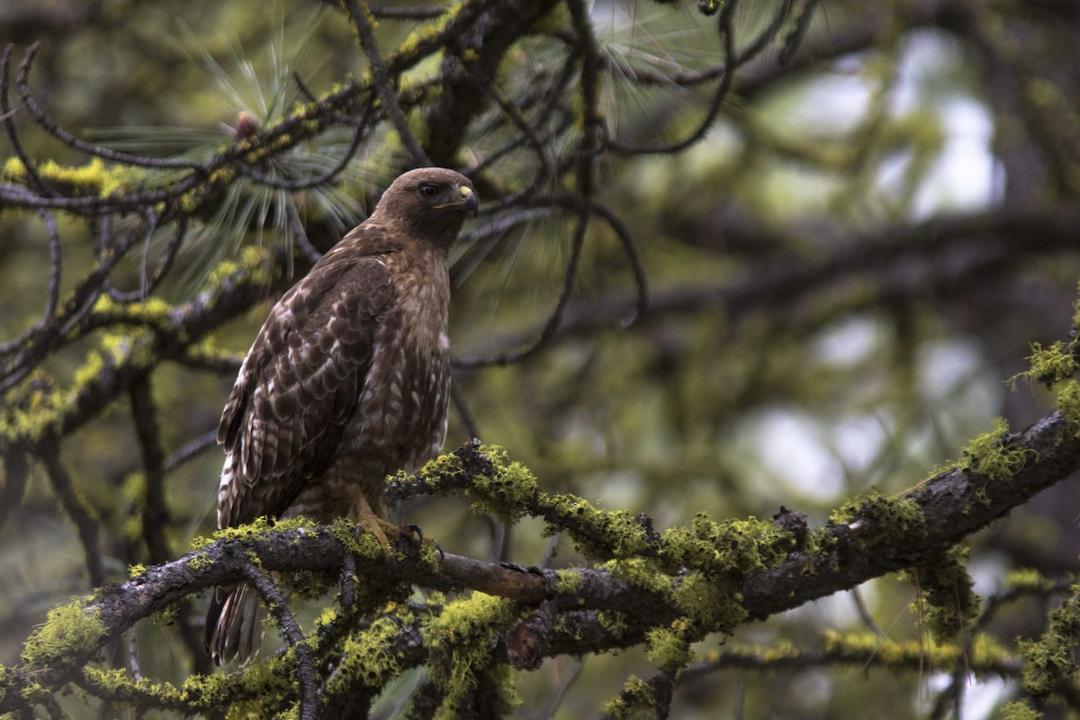 Rotschwanzbussard - ML160452711