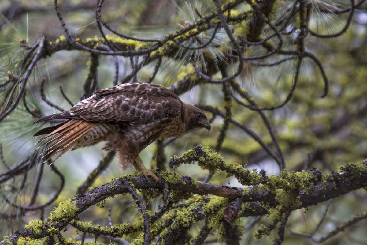 Rotschwanzbussard - ML160452731