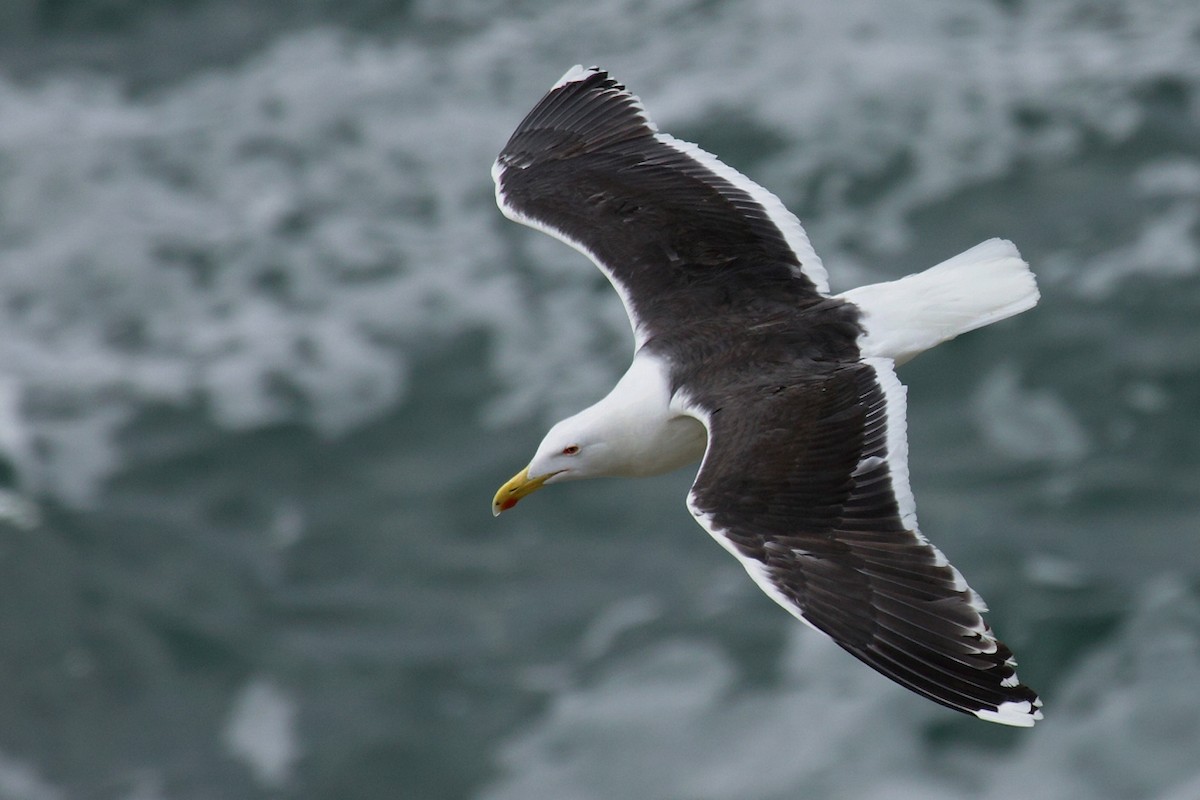 Great Black-backed Gull - António Gonçalves