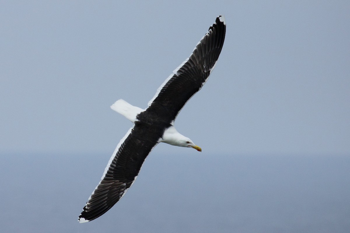 Great Black-backed Gull - ML160453221