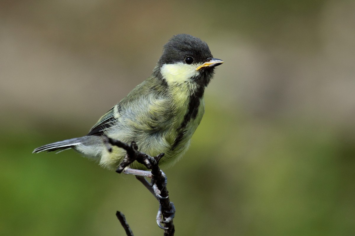 Great Tit - ML160453281