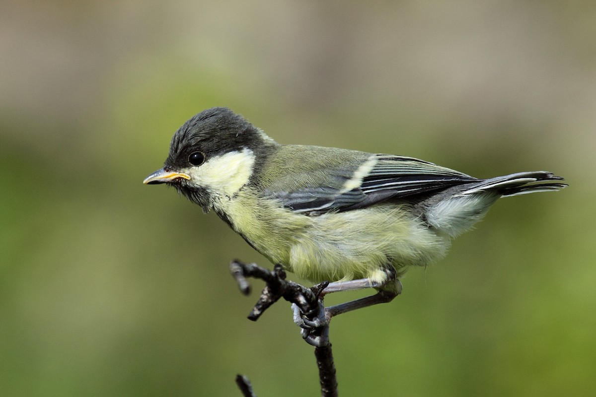 Great Tit - ML160453291