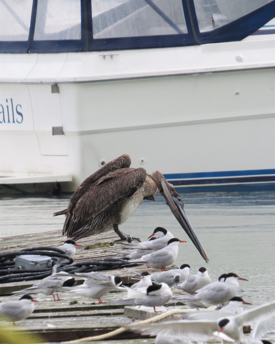 Brown Pelican - ML160455241