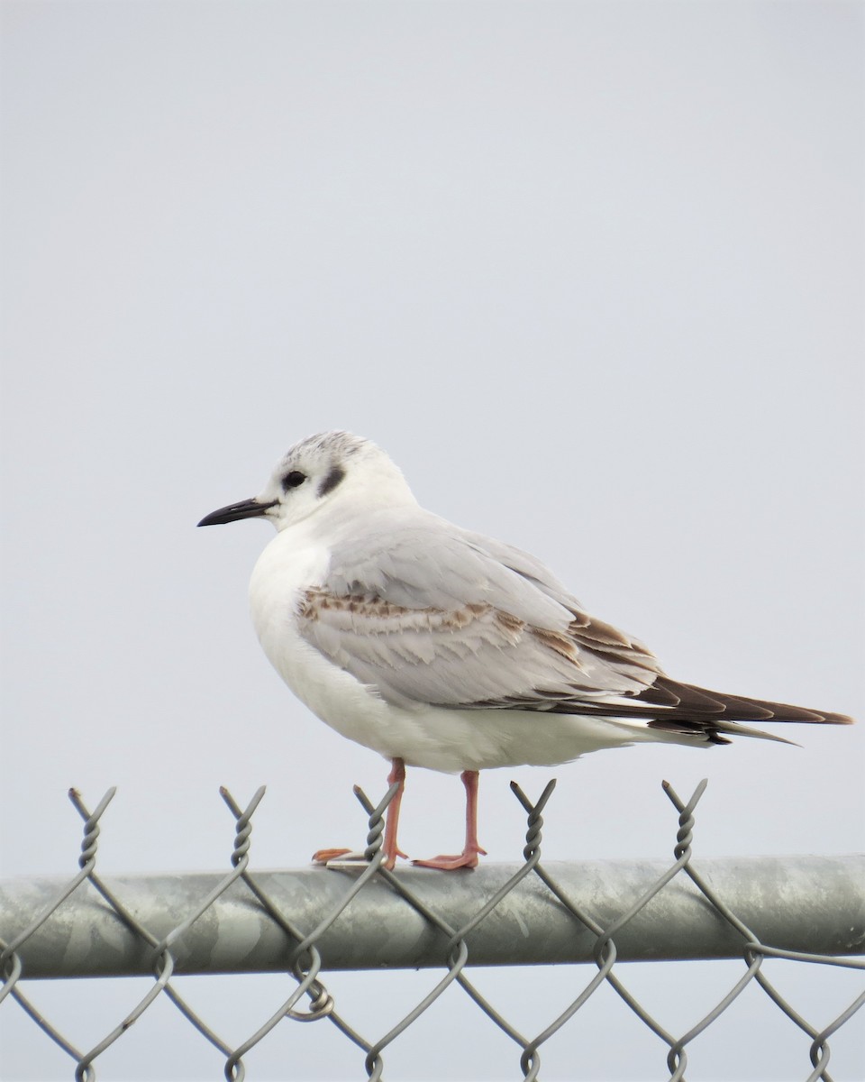 Bonaparte's Gull - ML160455641