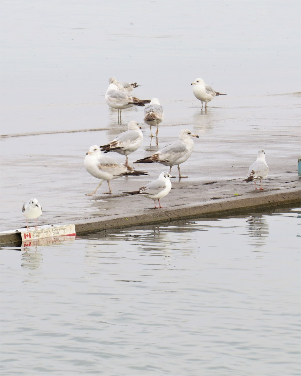 Ring-billed Gull - ML160455821