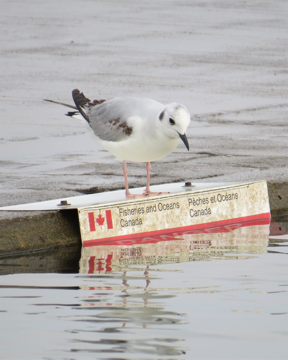 Bonaparte's Gull - ML160456111