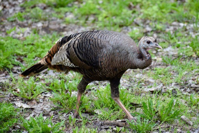 Wild Turkey - ML160456121