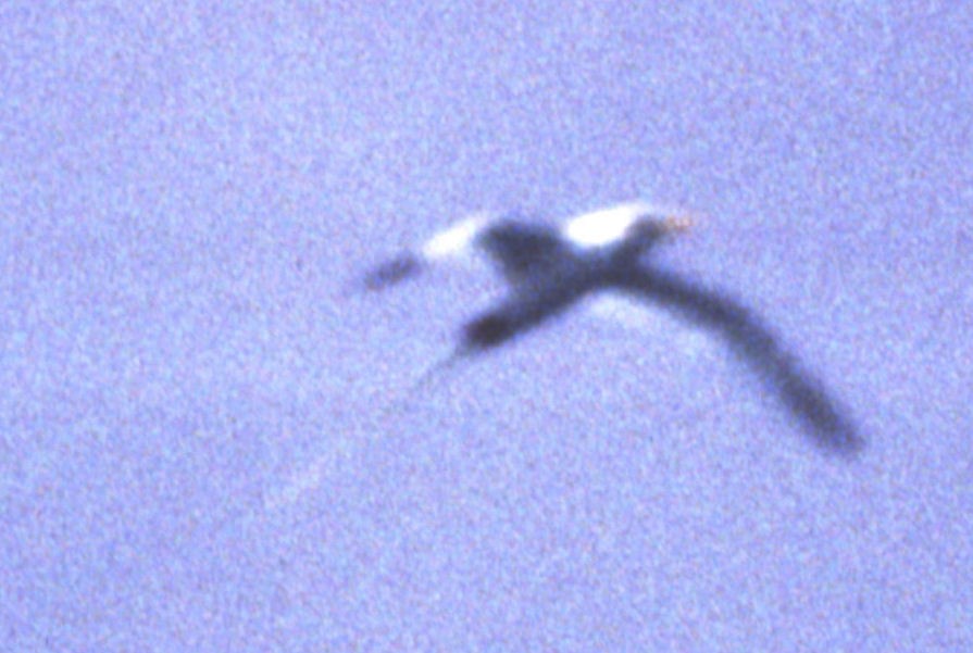 White-tailed Tropicbird - ML160456171