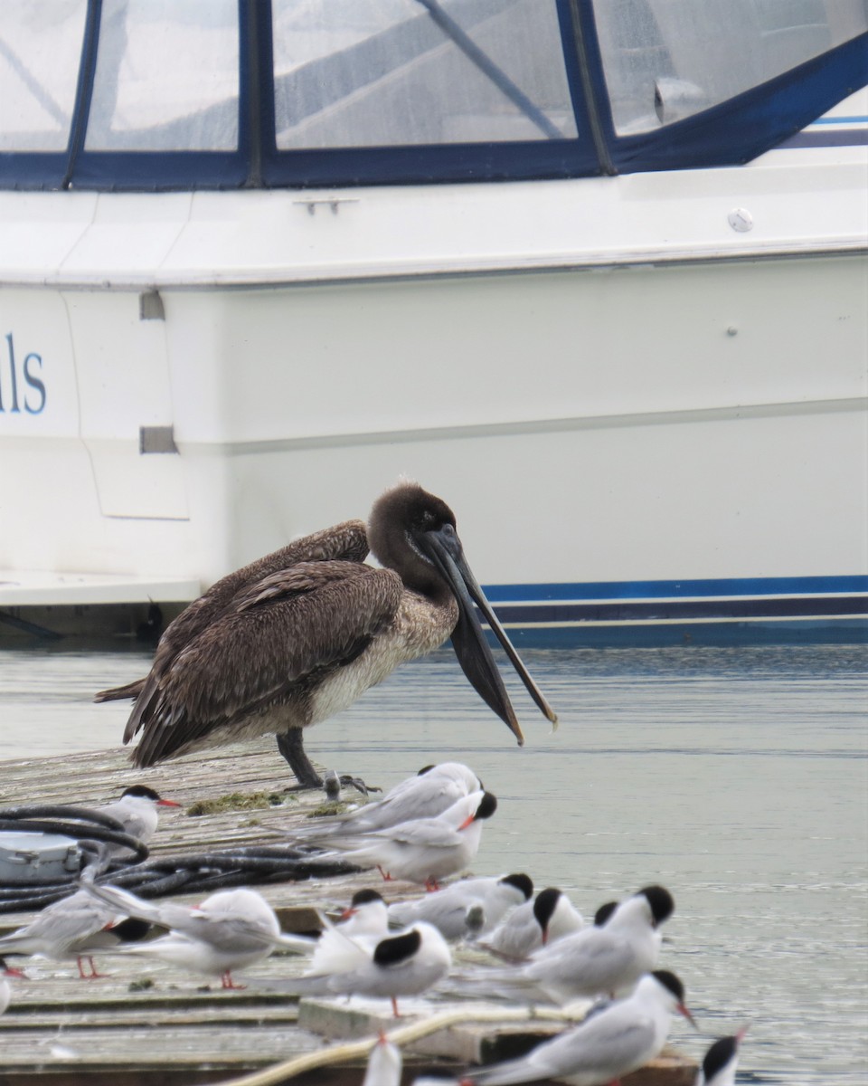 Brown Pelican - ML160456631