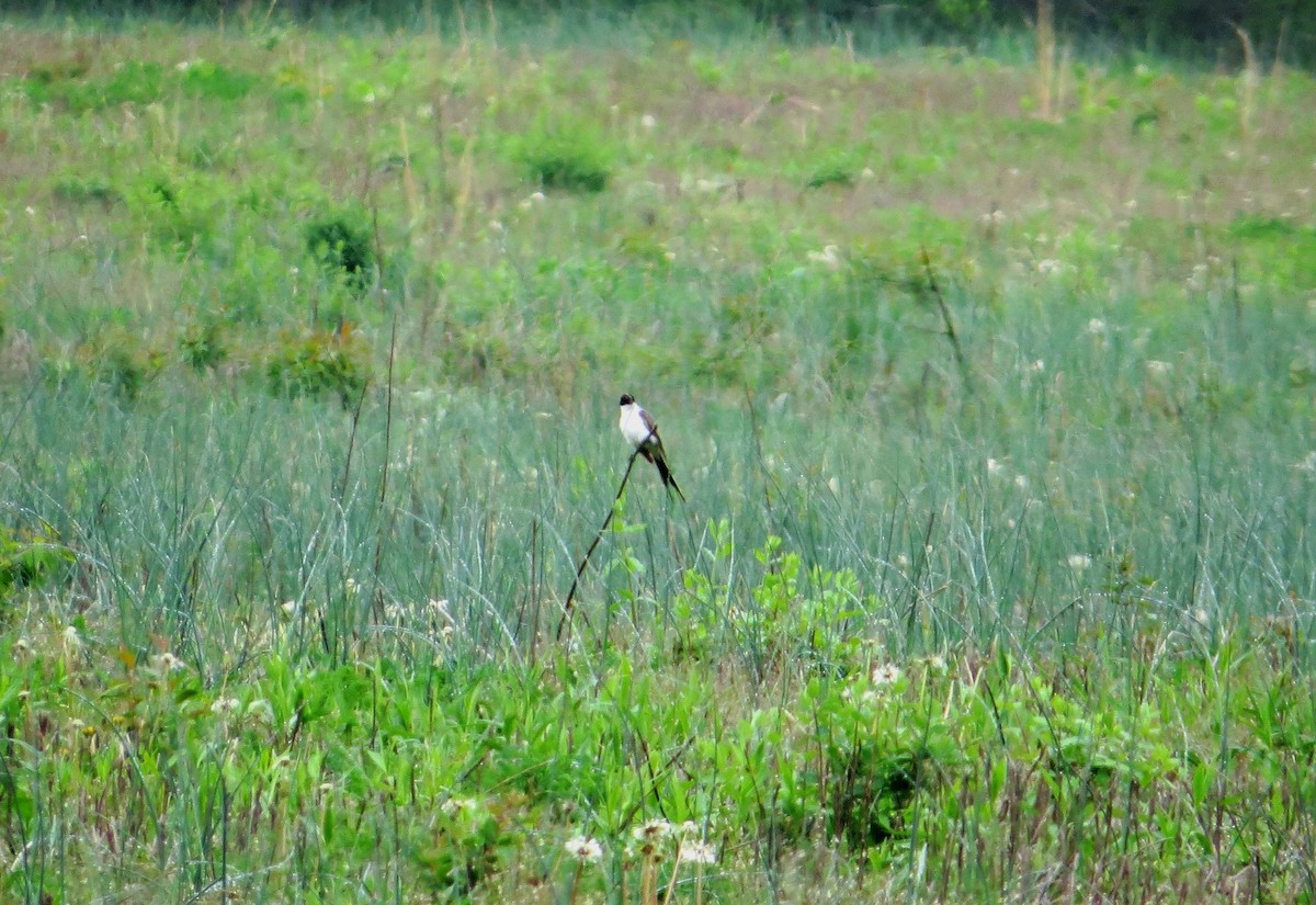 Gabelschwanz-Königstyrann - ML160457171