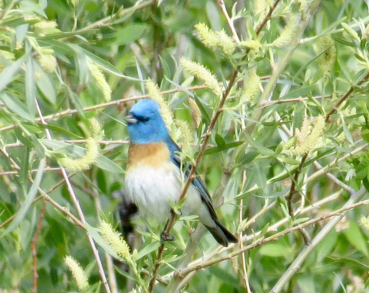 Lazuli Bunting - ML160457681