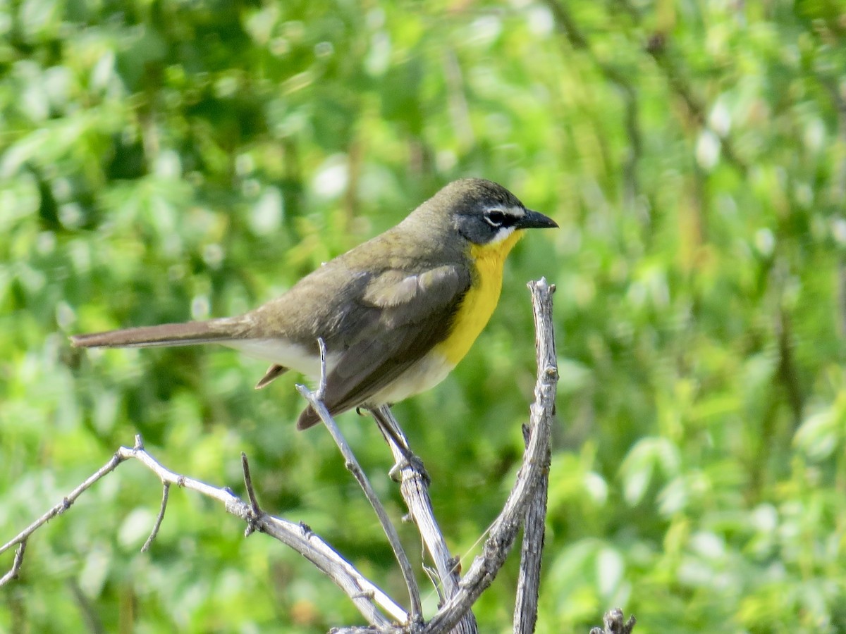 Yellow-breasted Chat - Paul Grabe