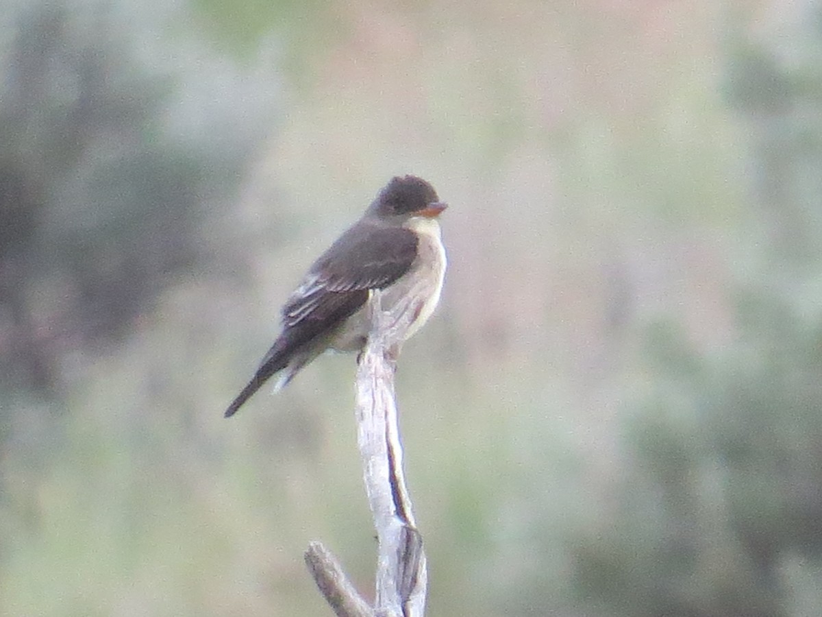 Olive-sided Flycatcher - ML160461541