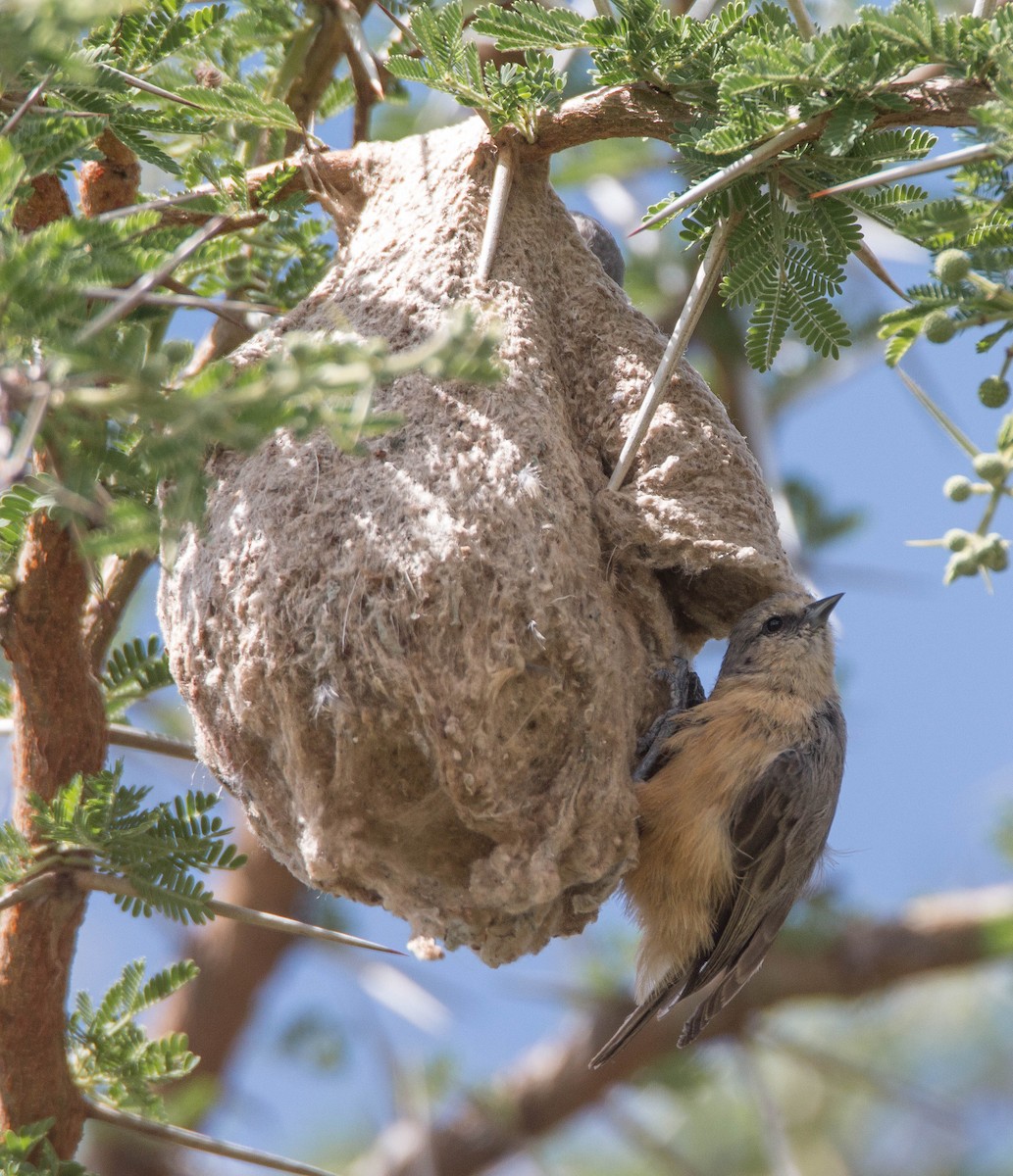 African Penduline-Tit - Stratton Hatfield