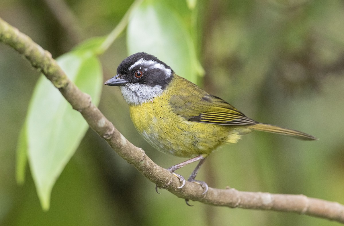 Sooty-capped Chlorospingus - Guillermo Saborío Vega