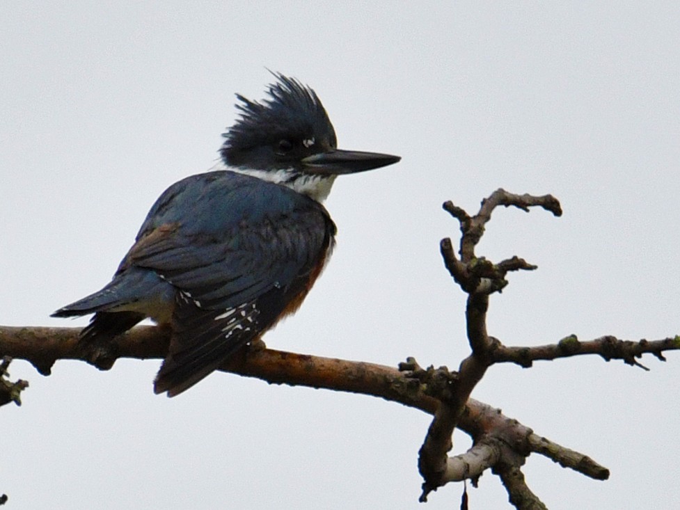 Belted Kingfisher - ML160468121