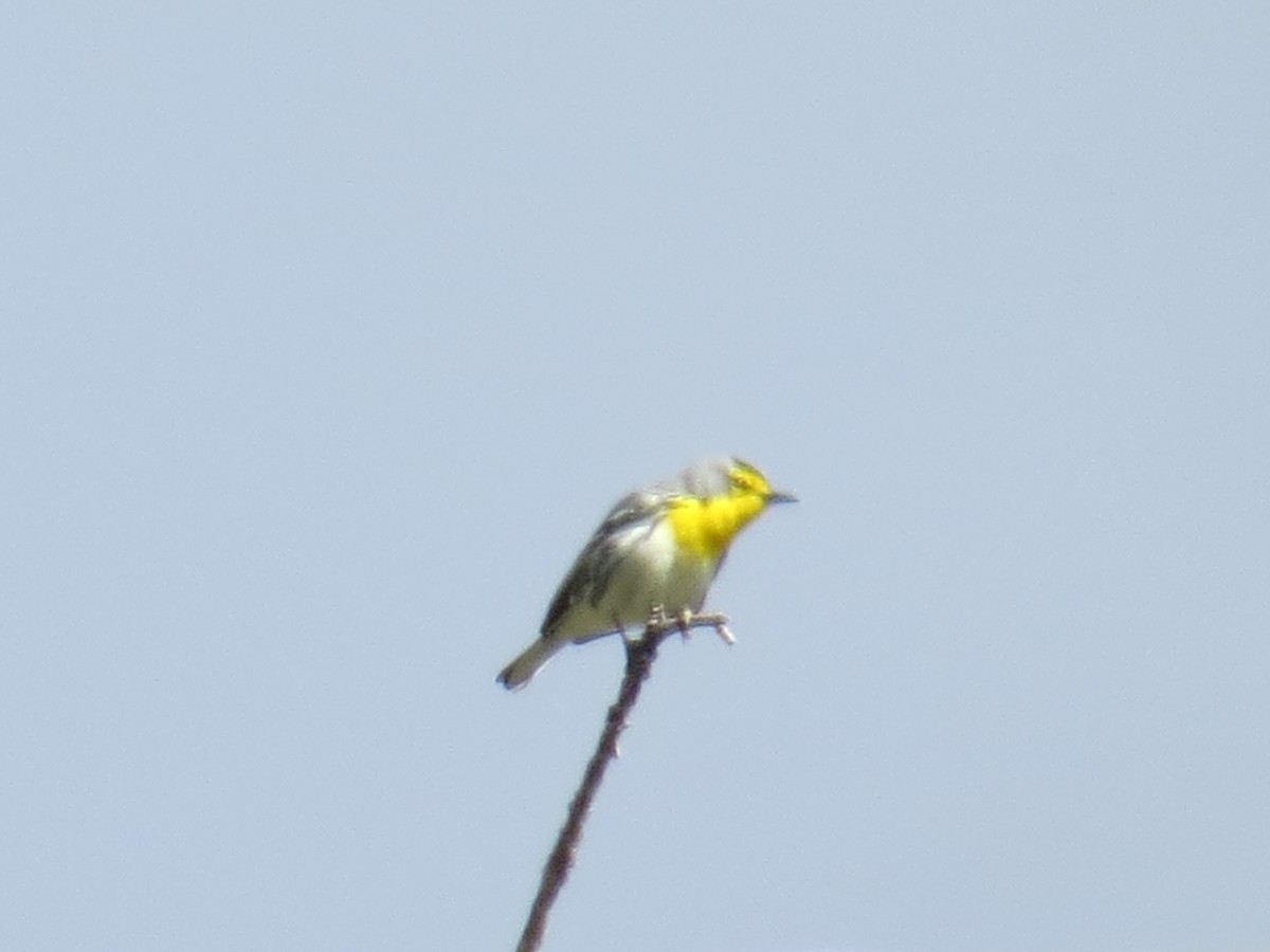 Grace's Warbler - Paul Grabe