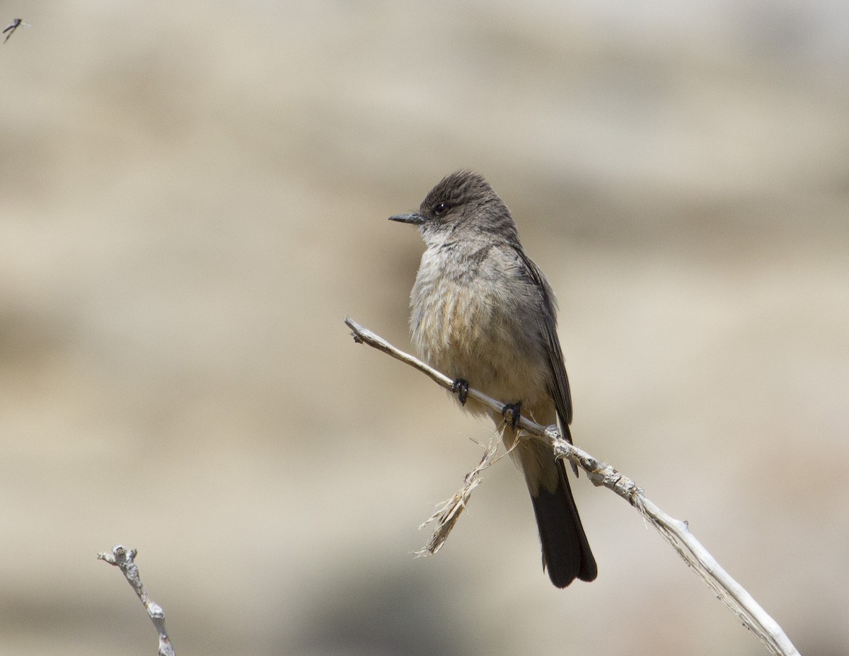 Say's Phoebe - ML160468231