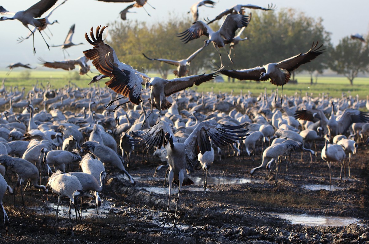 Common Crane - ML160469641