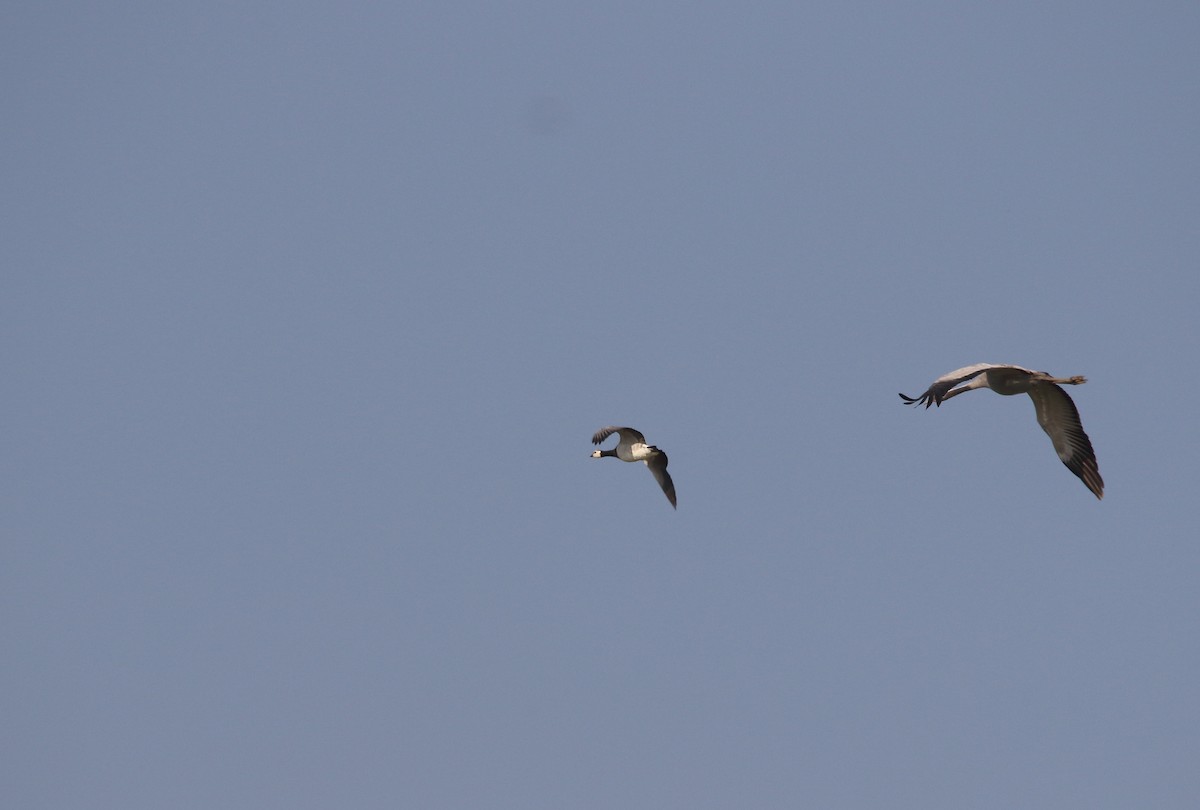 Barnacle Goose - ML160469891