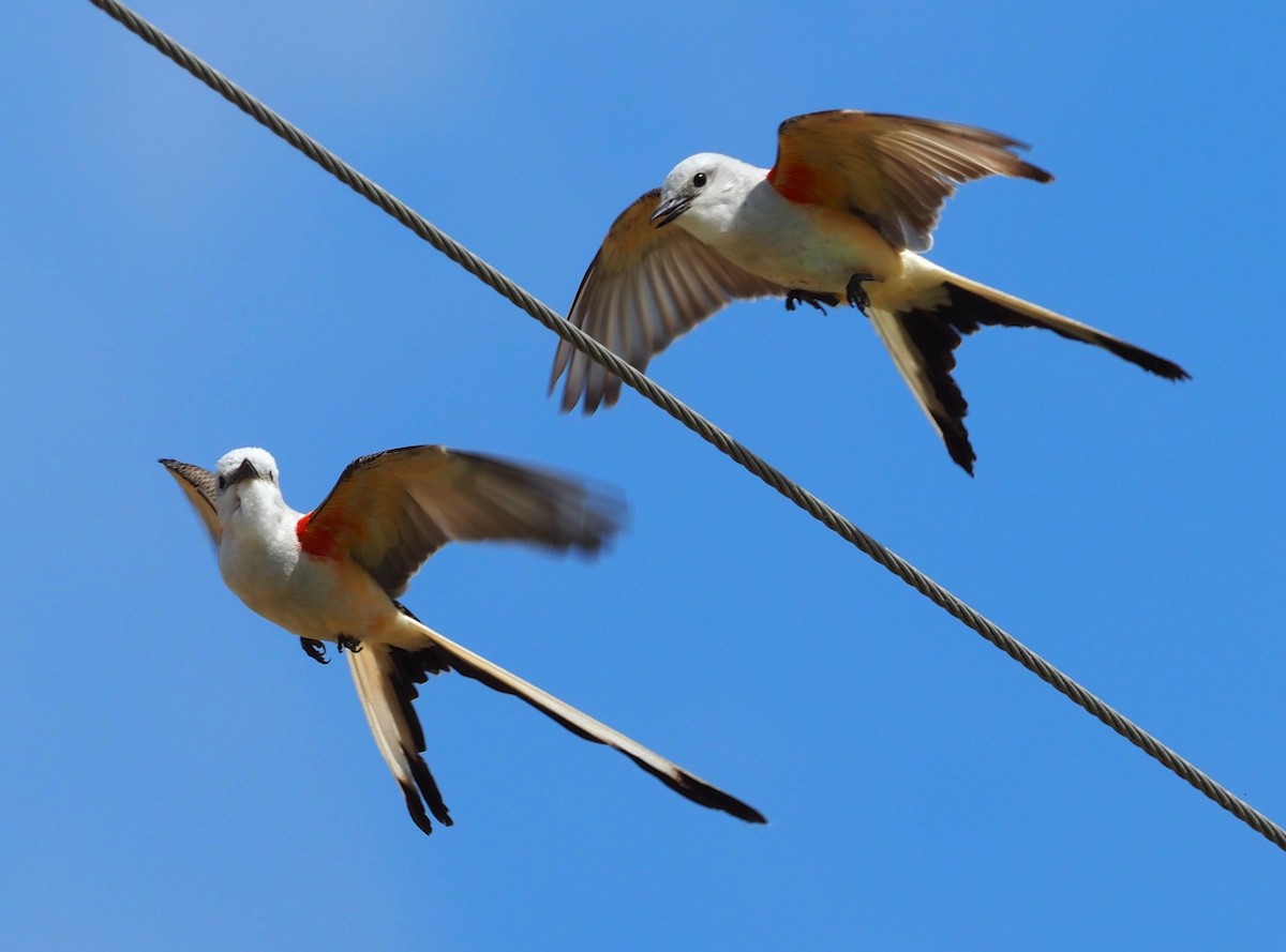 Scissor-tailed Flycatcher - Bob Foehring