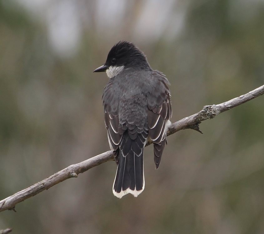 Eastern Kingbird - Burke Korol