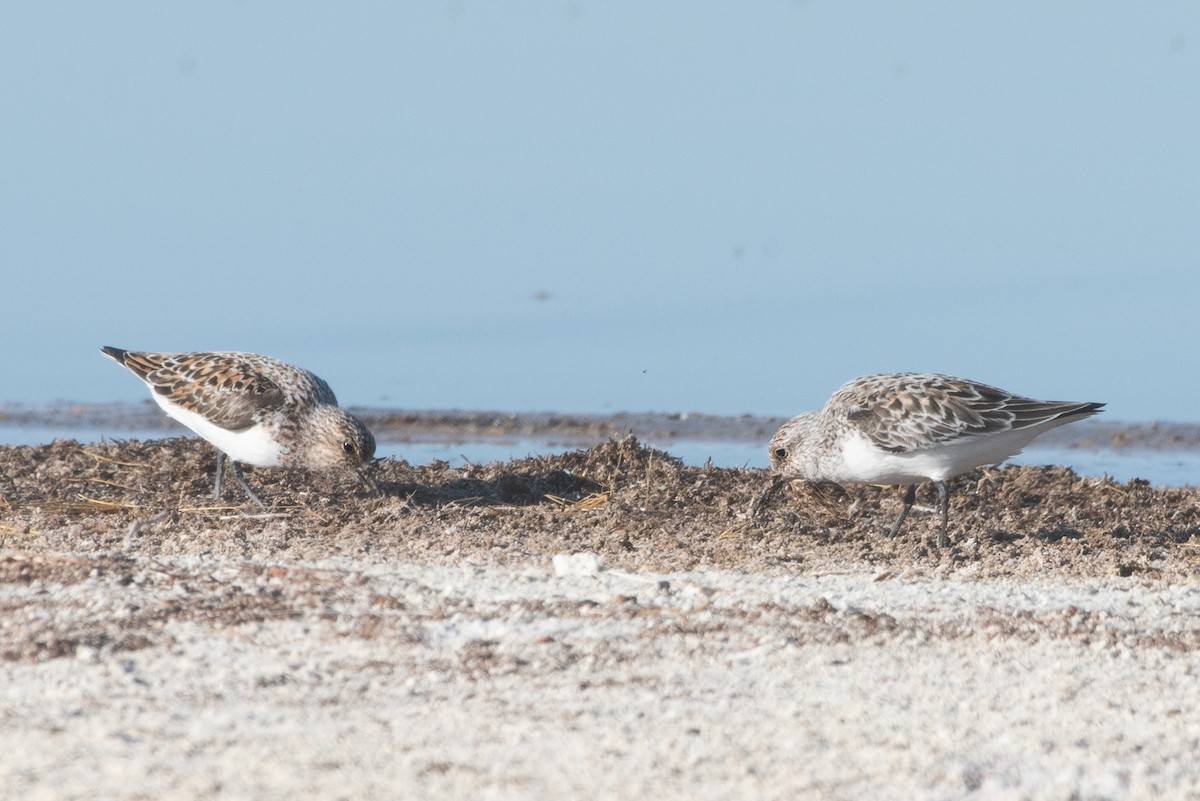 Sanderling - ML160474301