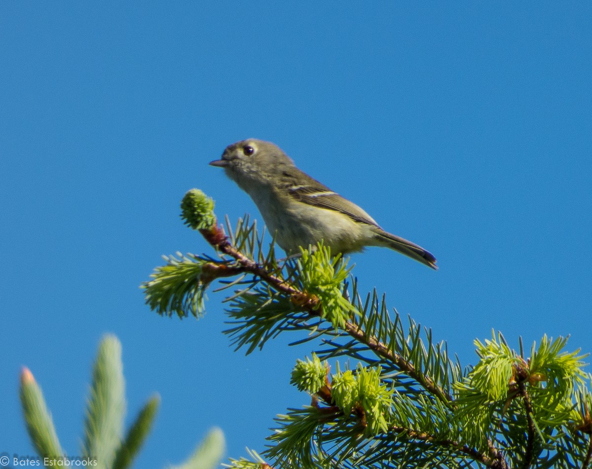 Vireo de Hutton - ML160474801