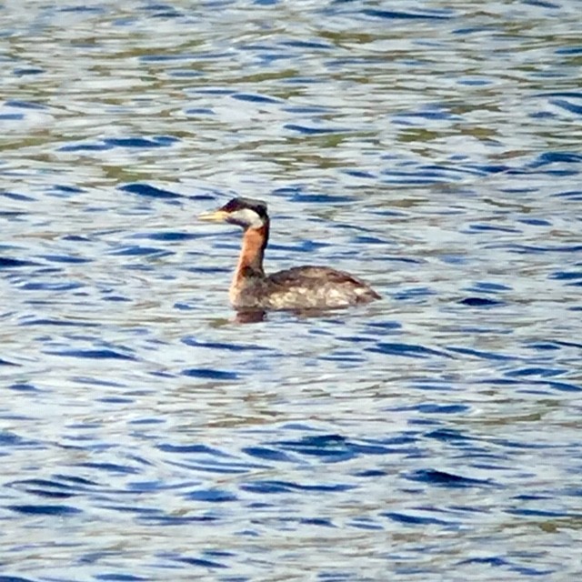 Red-necked Grebe - ML160476051