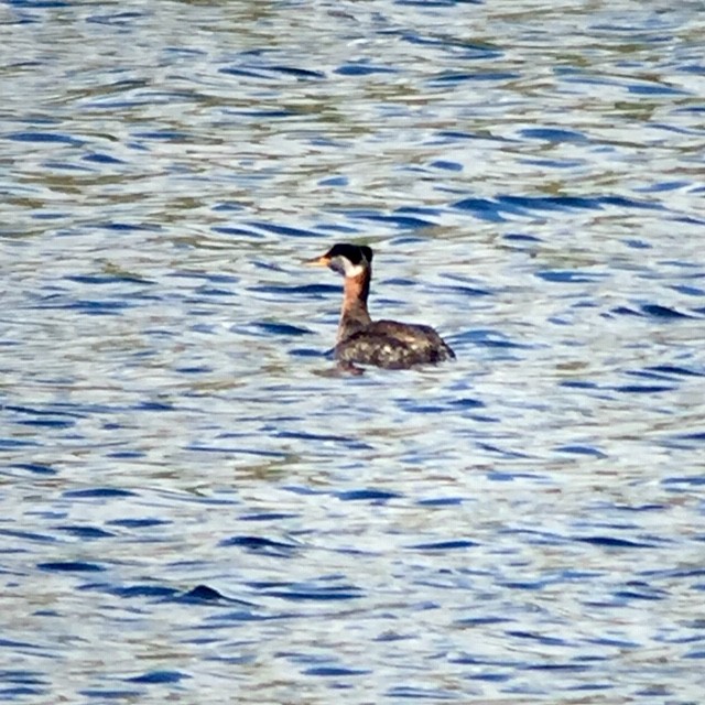 Red-necked Grebe - ML160476171
