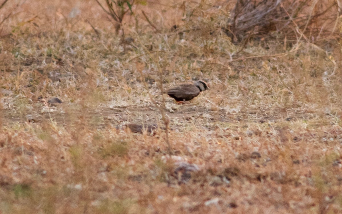 Ashy-crowned Sparrow-Lark - ML160476591