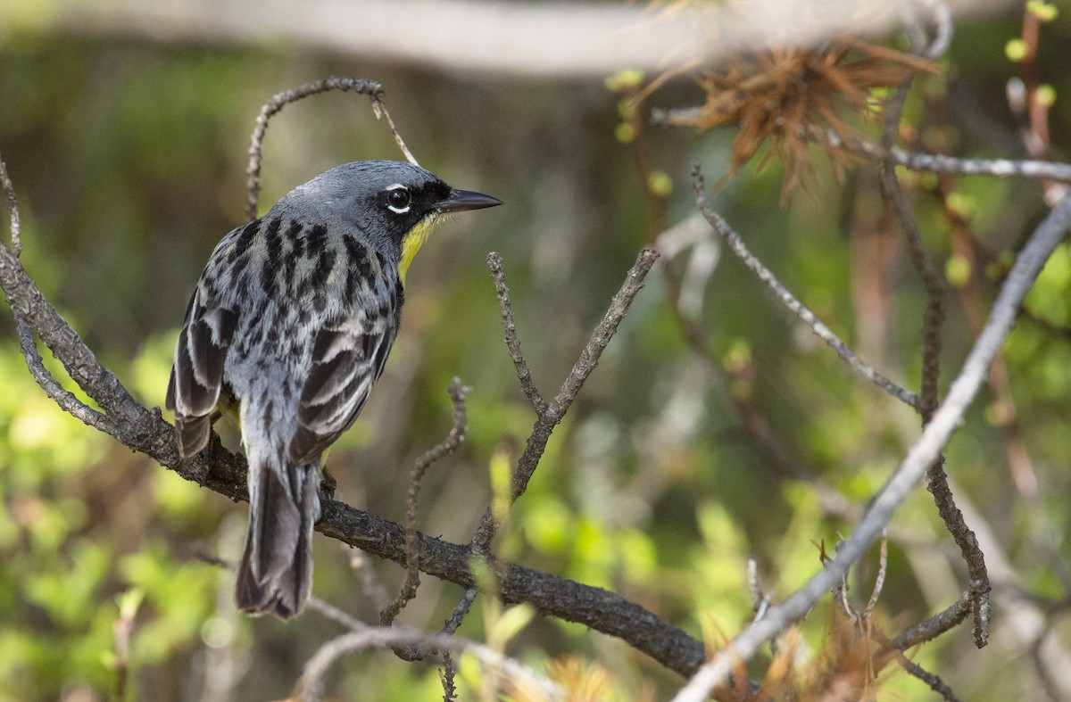 Kirtland's Warbler - Marky “Dark Arremon” Mutchler