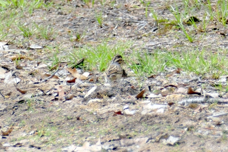 Clay-colored Sparrow - ML160478221