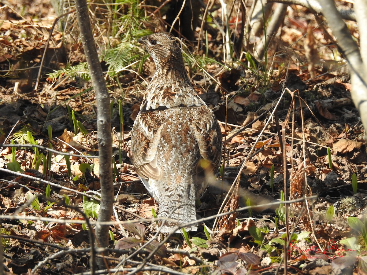 Ruffed Grouse - ML160478961